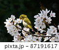 サクラ満開・甘い蜜にメジロ躍動12 87191617