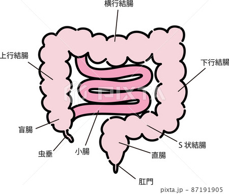 腸のイラスト 腸のイラスト 87191905