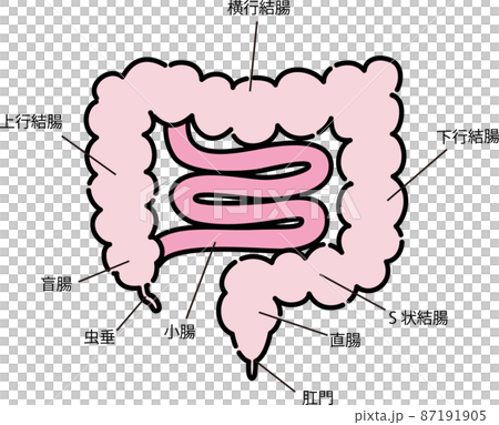 腸のイラスト 腸のイラスト 87191905