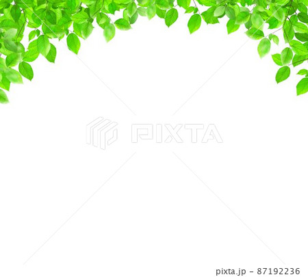 白バックに新緑の美しい葉っぱのシンプルでおしゃれなフレーム背景素材のイラスト素材
