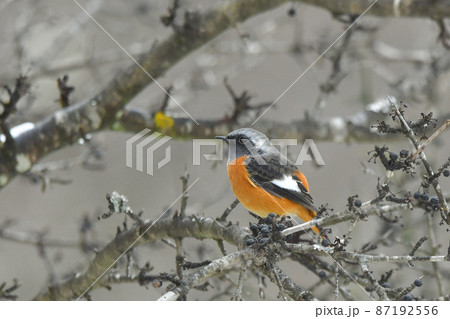 ジョウビタキ 87192556