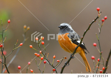 ジョウビタキ 87193534