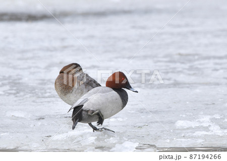 ホシハジロ 87194266