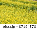 一面の菜の花畑 87194578