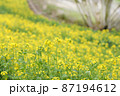 一面の菜の花畑 87194612