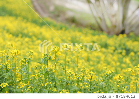 一面の菜の花畑 一面の菜の花畑 87194612