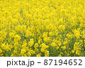一面の菜の花畑 87194652