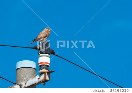 野鳥　電柱にとまるチョウゲンボウ 87195030
