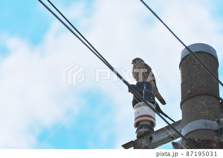 野鳥 電柱にとまるチョウゲンボウ 野鳥 電柱にとまるチョウゲンボウ 87195031