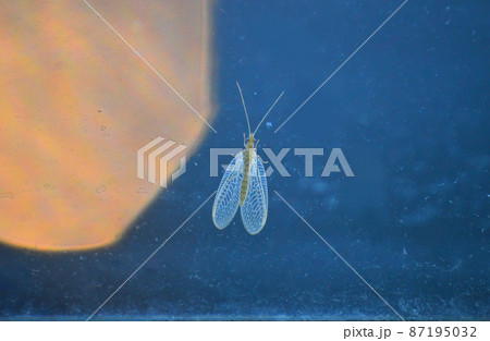 Macrophotography of a beetle with white wings. On a blue background with a yellow circle. 87195032