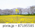 奈良県藤原宮跡の菜の花 87195585