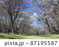 奈良県曽爾村屏風岩公苑の桜 87195587