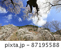 奈良県曽爾村屏風岩公苑の桜 87195588
