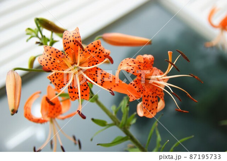 植物 ユリ 花 87195733