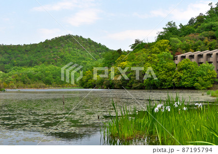 深泥池の新緑の風景に白いカキツバタは欠かせない 深泥池の新緑の風景に白いカキツバタは欠かせない 87195794