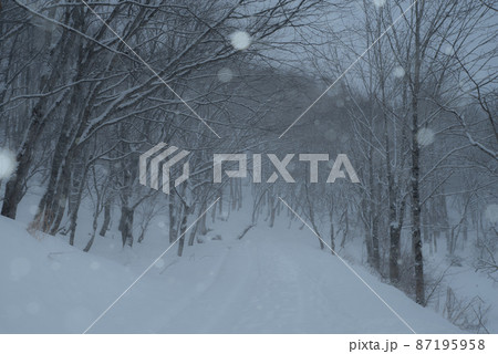森の中の雪景色 87195958