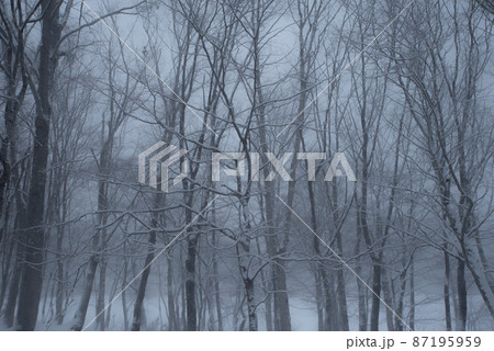 森の中の雪景色 87195959
