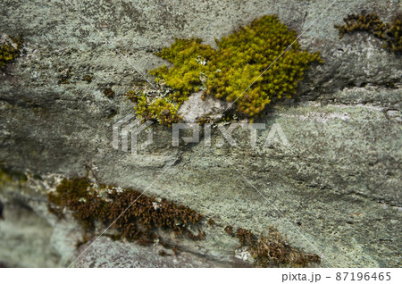 岩の苔と地衣類 岩の苔と地衣類 87196465