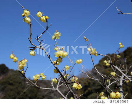 ロウバイが青空に映える 87196595