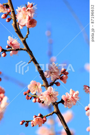 ピンクの梅の花 87196632