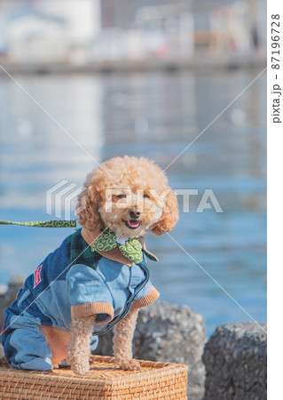 犬と海 犬と海 87196728