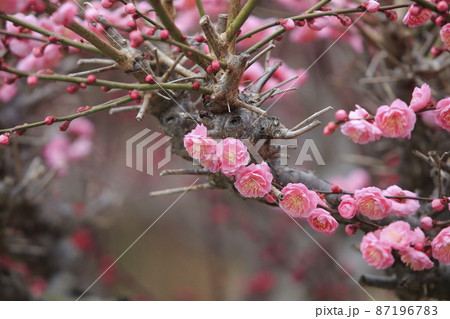 大牟田市 普光寺 梅の花、 大牟田市 普光寺 梅の花、 87196783