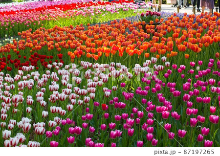 色とりどり一面に咲くチューリップ　ひたち海浜公園 87197265