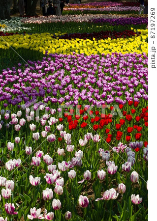 色とりどり一面に咲くチューリップ　ひたち海浜公園 87197269