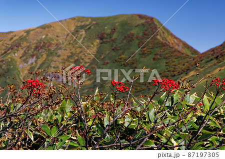 谷川連峰縦走路のナナカマドの実と一ノ倉岳 87197305