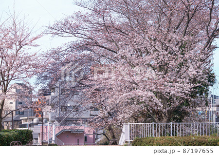 身近なさくら　階段脇にある大きなソメイヨシノ 87197655