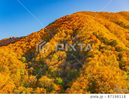 【8K】秩父　紅葉【風景】 87198118