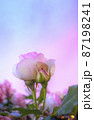 優しい夕焼けの空に包まれた薔薇の花 87198241