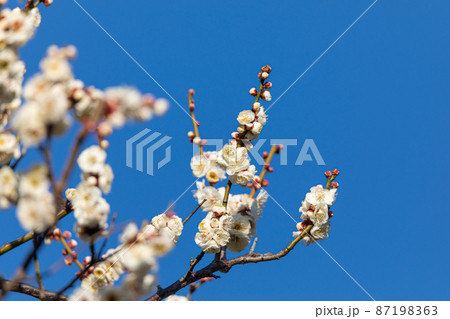 梅の花 87198363