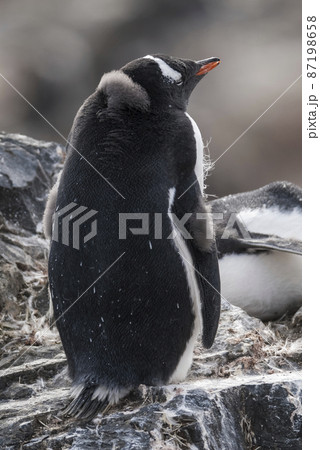 Gentoo Penguin,Hannah Point, Antartica 87198658