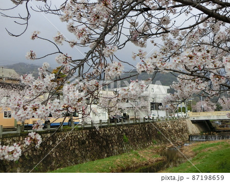 日本の春の代表的な風景 満開の桜が咲く芦屋川(兵庫県芦屋市) 日本の春の代表的な風景 満開の桜が咲く芦屋川(兵庫県芦屋市) 87198659