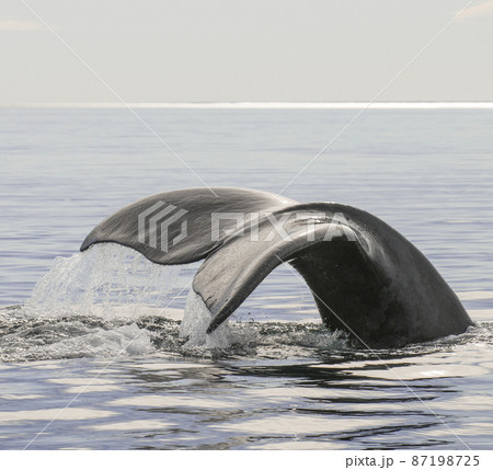 Whale tail in Peninsula Valdes,, Patagonia, Argentina 87198725