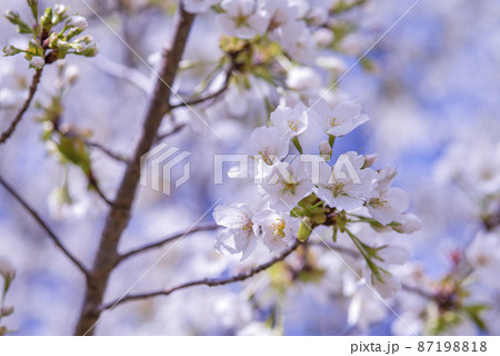 桜の花が満開で春爛漫 桜の花が満開で春爛漫 87198818