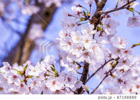 桜の花が満開で春爛漫 桜の花が満開で春爛漫 87198889