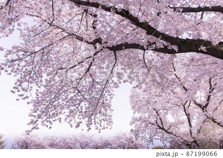 桜の花が満開で春爛漫 87199066