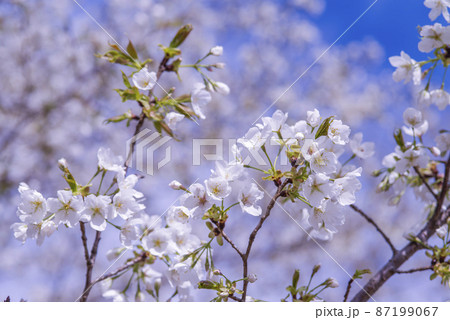 桜の花が満開で春爛漫 87199067