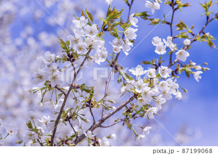桜の花が満開で春爛漫 87199068
