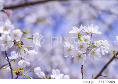 桜の花が満開で春爛漫 桜の花が満開で春爛漫 87199069