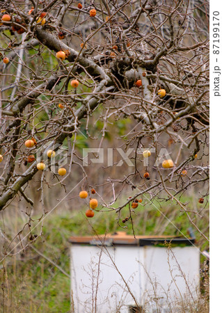 Deciduous apple trees with fallen leaves and a few remaining apples in a field in winter Deciduous apple trees with fallen leaves and a few remaining apples in a field in winter 87199170