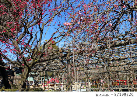 亀戸天神の梅まつり　うめ　東京都江東区亀戸 87199220