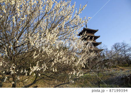 白梅と国分寺 白梅と国分寺 87199394