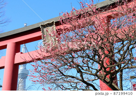 亀戸天神の梅まつり 鳥居とうめと東京スカイツリー 東京都江東区亀戸 亀戸天神の梅まつり 鳥居とうめと東京スカイツリー 東京都江東区亀戸 87199410