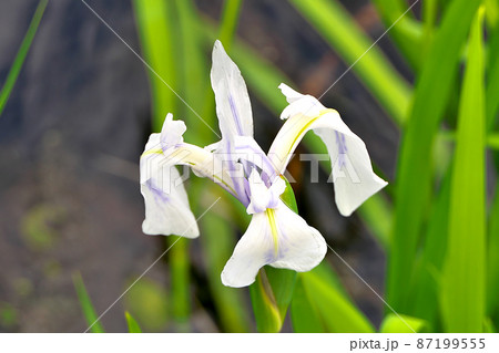 京都深泥池の水辺で白いカキツバタの花を画面いっぱいに 京都深泥池の水辺で白いカキツバタの花を画面いっぱいに 87199555