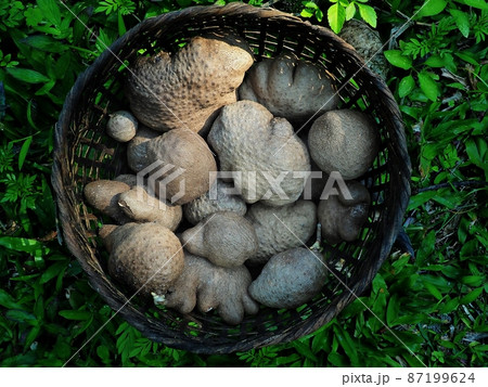Nervilia aragoana Thai yam head in basket.Thai herb yam in basket 87199624