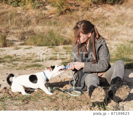 young woman wearing coat sitting on a beach and playing with a dog. jack russell terrier grabbing a toy and trying to take it away. autumn walking with a dog, playful pets young woman wearing coat sitting on a beach and playing with a dog. jack russell terrier grabbing a toy and trying to take it away. autumn walking with a dog, playful pets 87199625