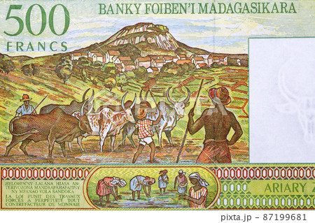 Herdsman with Zebus on a village background from money Herdsman with Zebus on a village background from money 87199681